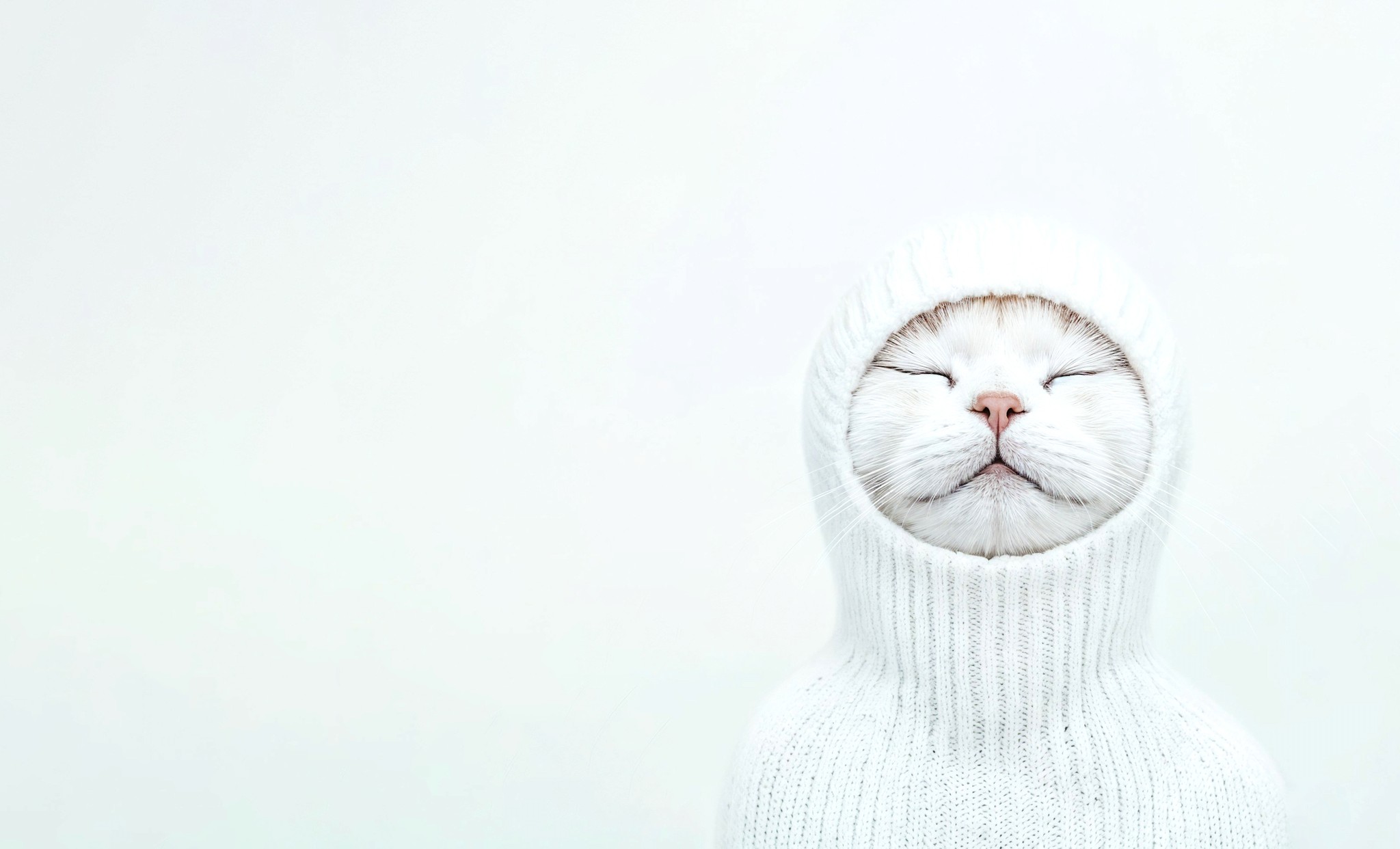 Cute cat in hoodie